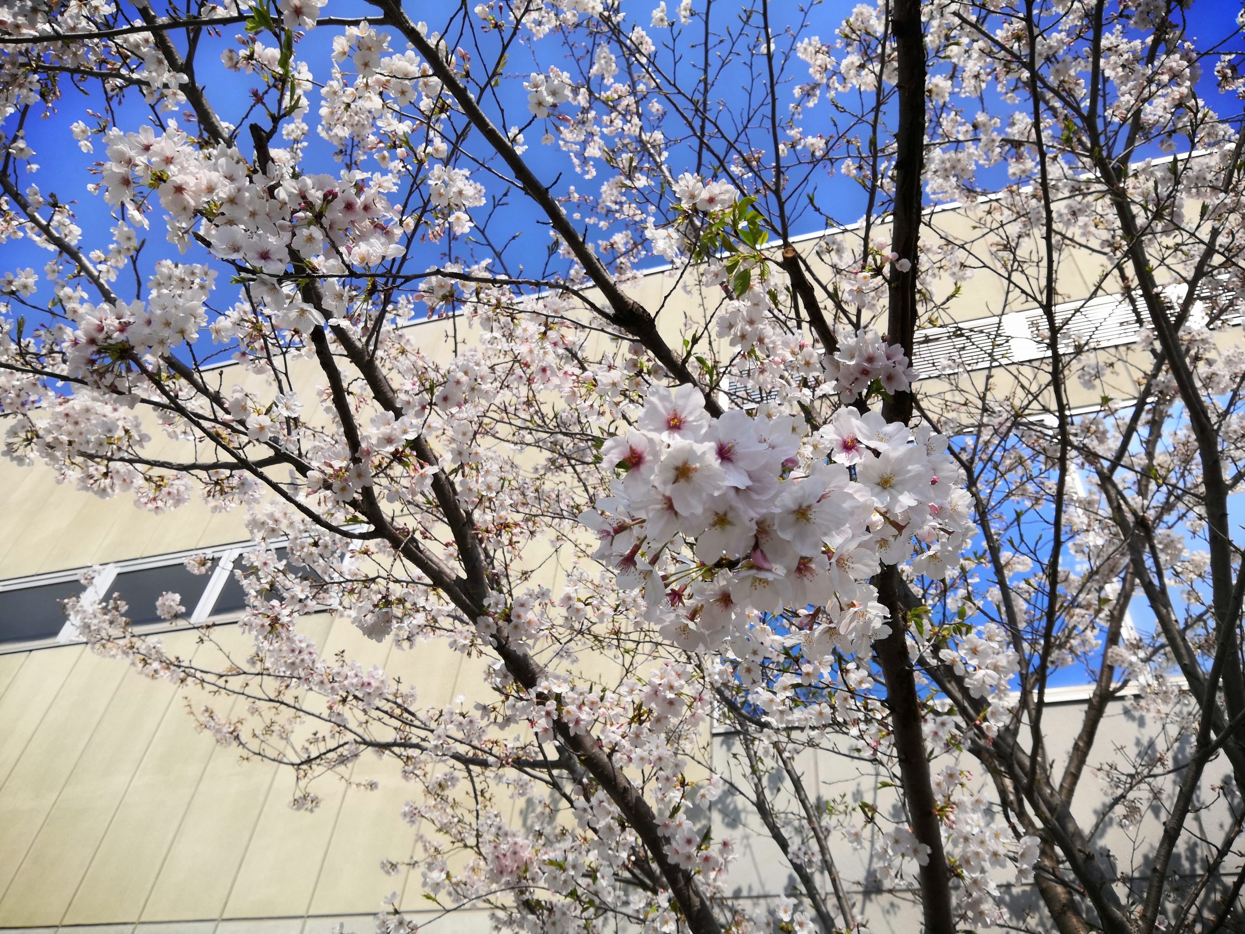 それでも桜は咲いています。 │店舗ブログ│グンゼスポーツアイビースクエア